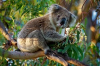 Koala - Phascolarctos cinereus o2840